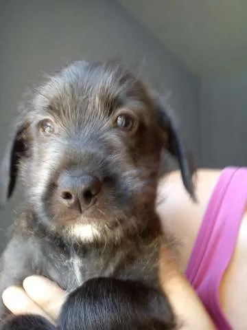 Cachorro ra a SRD idade 2 a 6 meses nome Penélope