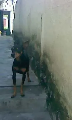 Cachorro ra a Pinscher idade 6 ou mais anos nome Pingo