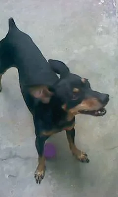 Cachorro ra a Pinscher idade 6 ou mais anos nome Pingo
