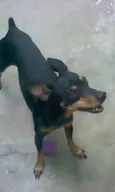 Pingo