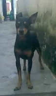 Pingo