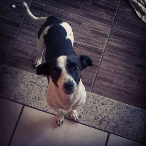 Cachorro ra a Vira-lata idade 4 anos nome Joli GRATIFICA