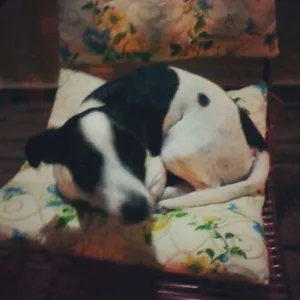 Cachorro raça Vira-lata idade 4 anos nome Joli GRATIFICA