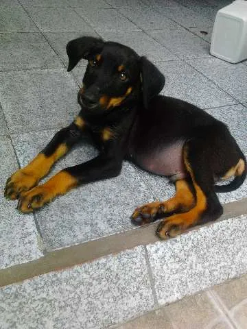 Cachorro ra a SRD  idade 2 a 6 meses nome Frederico 