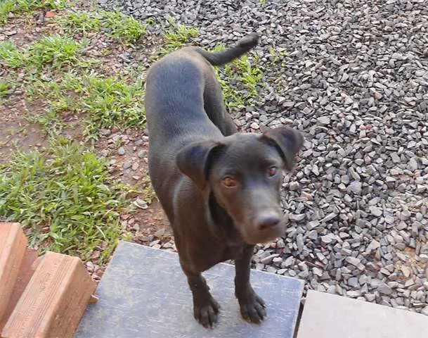 Cachorro ra a Vira-Lata idade 7 a 11 meses nome Bucky/Flora