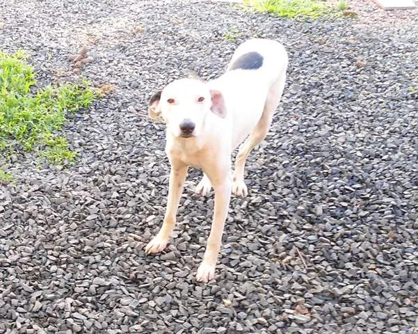 Cachorro ra a Vira-Lata idade 7 a 11 meses nome Bucky/Flora