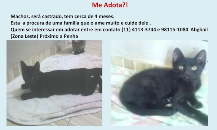 Gato ra a SRD idade 7 a 11 meses nome Não tem