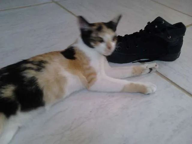 Gato raça  idade 2 a 6 meses nome Meg