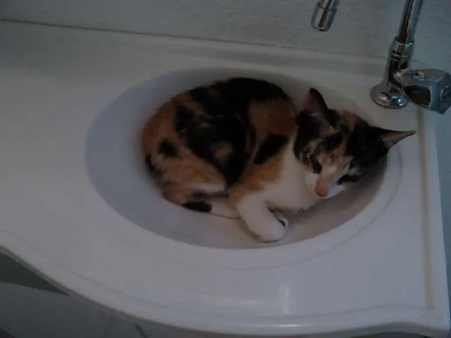 Gato raça  idade 2 a 6 meses nome Meg