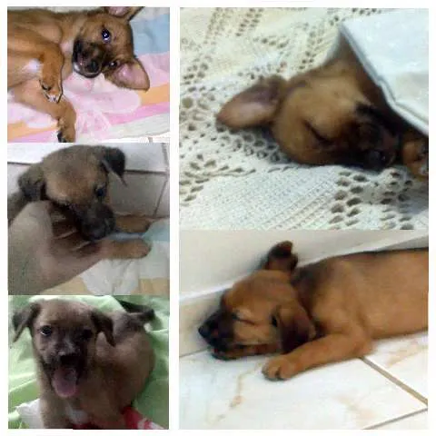 Cachorro ra a Vira lata idade 2 a 6 meses nome Valente
