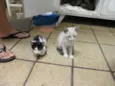 gatos