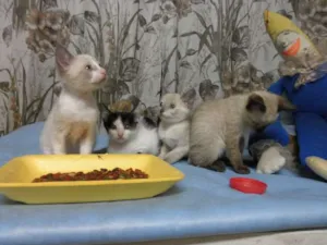 Gato raça SRD idade 2 a 6 meses nome gatos