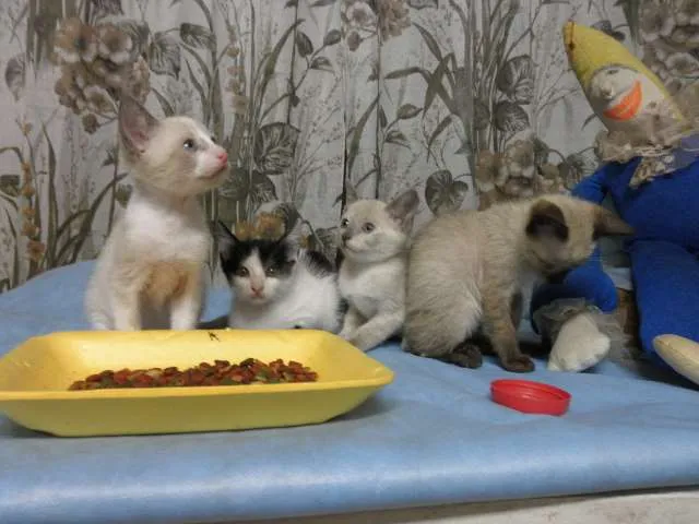 Gato ra a SRD idade 2 a 6 meses nome gatos