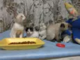 gatos