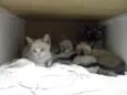 gatos