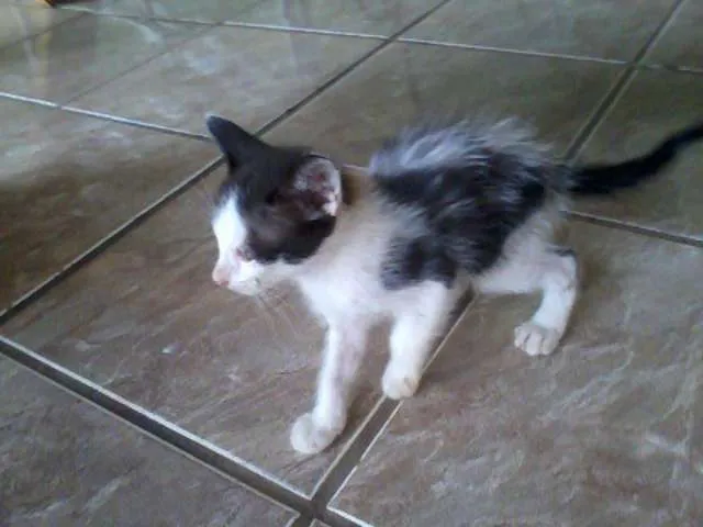 Gato ra a SRD idade 2 a 6 meses nome Ainda sem nomes..