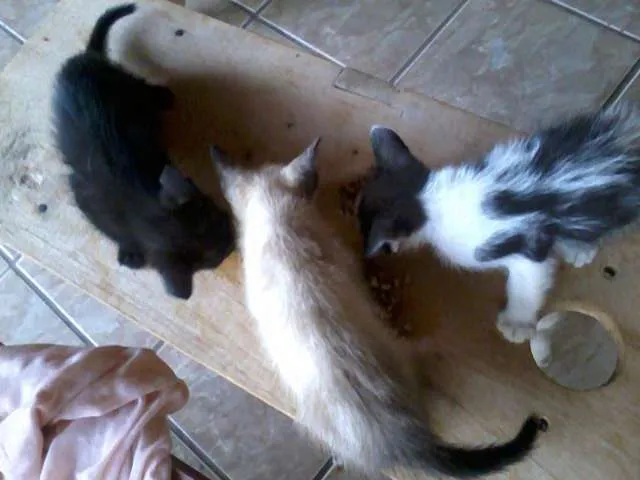 Gato ra a SRD idade 2 a 6 meses nome Ainda sem nomes..