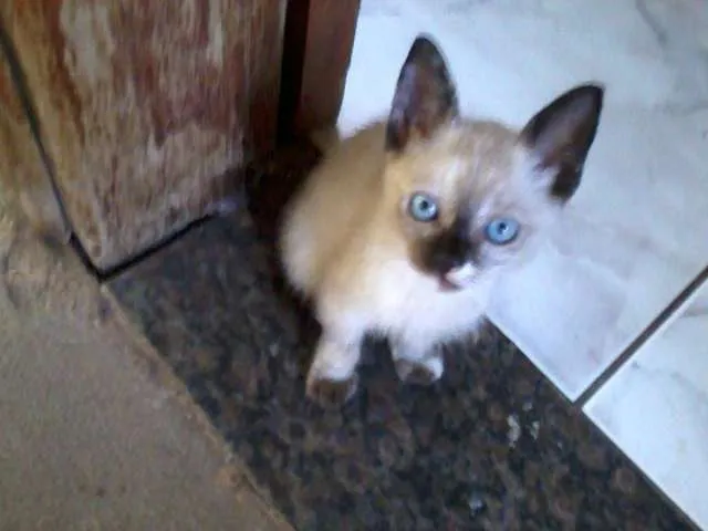 Gato ra a SRD idade 2 a 6 meses nome Ainda sem nomes..