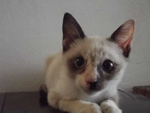 Gato ra a SRD idade 2 a 6 meses nome Clara