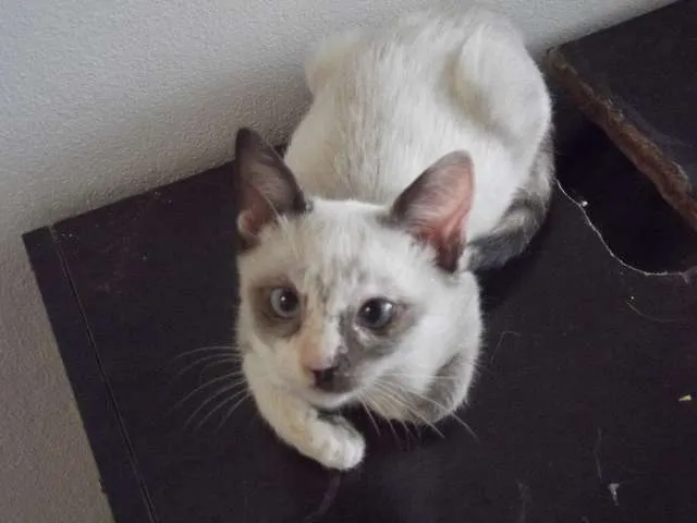 Gato ra a SRD idade 2 a 6 meses nome Clara