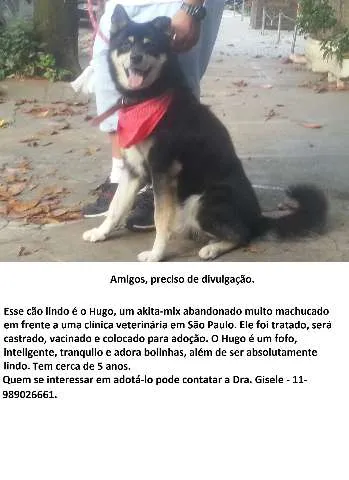 Cachorro ra a SRD idade 5 anos nome Hugo