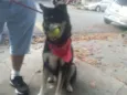 Hugo