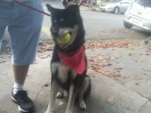 Cachorro raça SRD idade 5 anos nome Hugo
