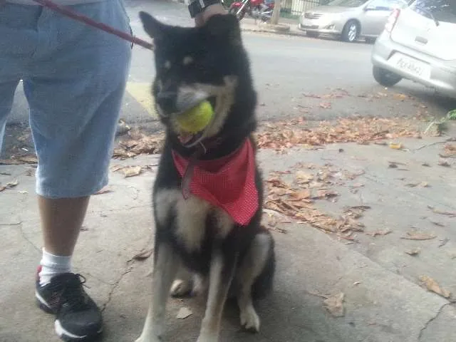 Cachorro ra a SRD idade 5 anos nome Hugo