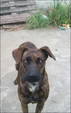 Cachorro raça Fila Brasileiro idade 2 anos nome Sofia
