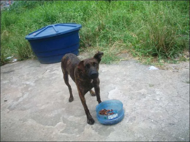 Cachorro ra a Fila Brasileiro idade 2 anos nome Sofia