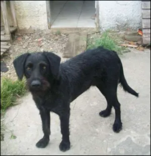Cachorro raça  SRD idade 7 a 11 meses nome Max