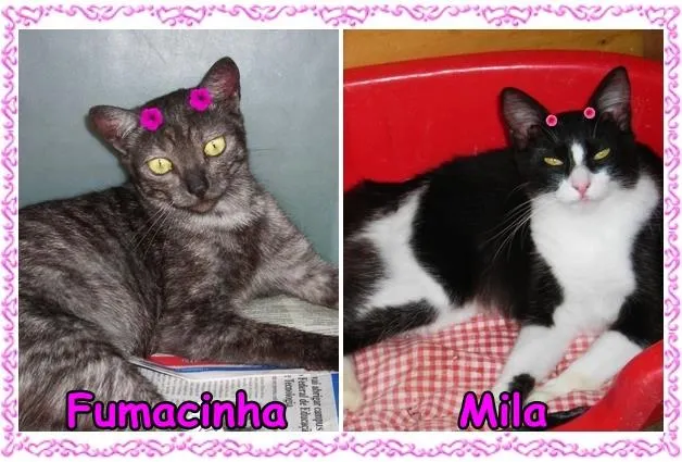 Gato ra a SRD idade 1 ano nome Fumacinha & Mila