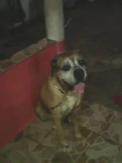 Cachorro ra a Boxer idade 3 anos nome nao sei