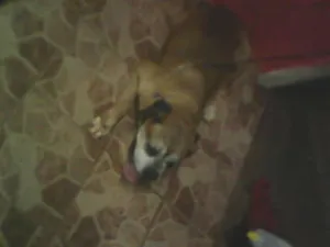 Cachorro raça Boxer idade 3 anos nome nao sei