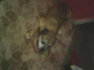 Cachorro ra a Boxer idade 3 anos nome nao sei