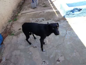 Cachorro raça SRD idade 1 ano nome Pretinha