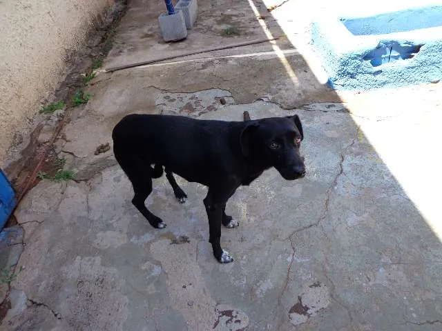 Cachorro ra a SRD idade 1 ano nome Pretinha