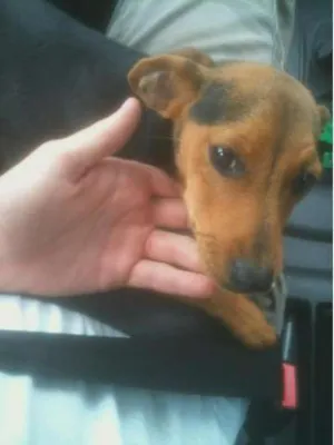 Cachorro raça SRD idade 2 a 6 meses nome Bolinha