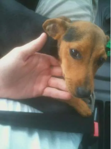 Cachorro ra a SRD idade 2 a 6 meses nome Bolinha
