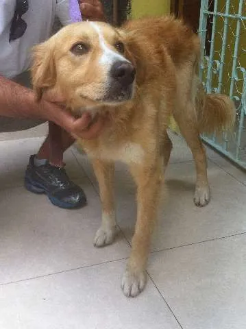 Cachorro ra a SRD idade 4 anos nome sem nome