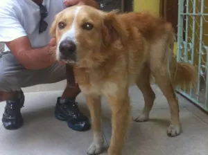 Cachorro raça SRD idade 4 anos nome sem nome