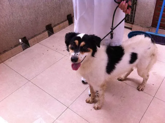 Cachorro ra a SRD idade 2 anos nome Thomas Miguel