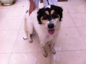 Cachorro raça SRD idade 2 anos nome Thomas Miguel