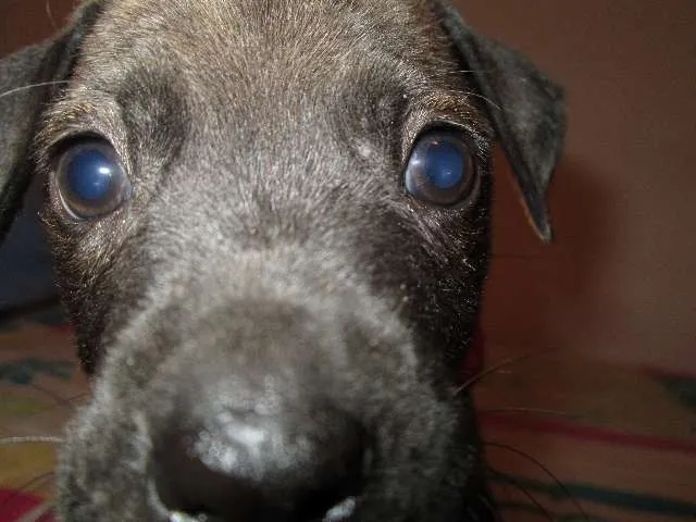 Cachorro ra a SRD idade Abaixo de 2 meses nome Juli