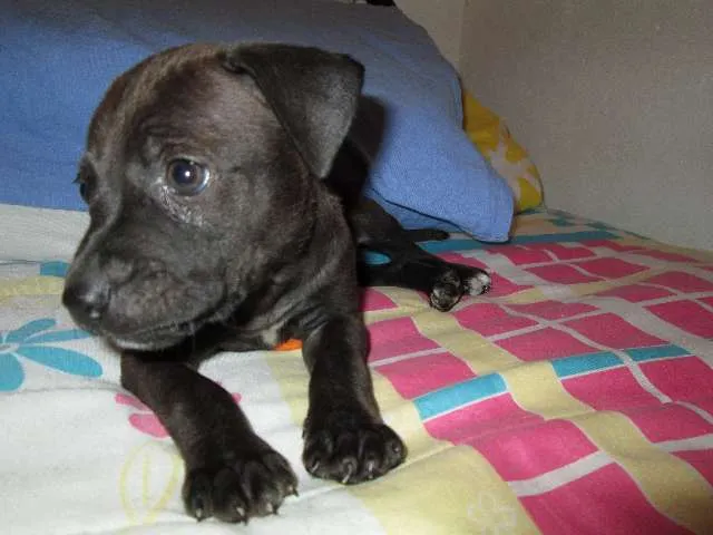 Cachorro ra a SRD idade Abaixo de 2 meses nome Juli
