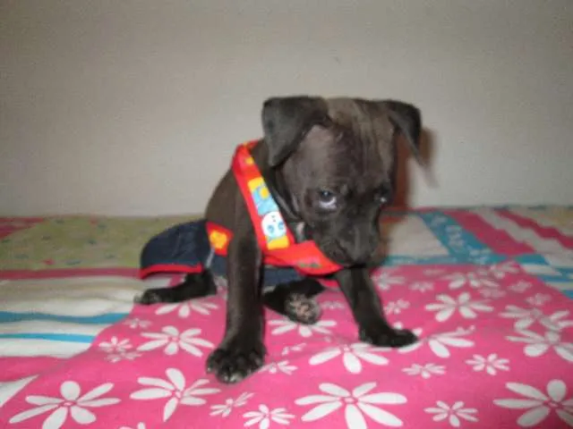 Cachorro ra a SRD idade Abaixo de 2 meses nome Juli