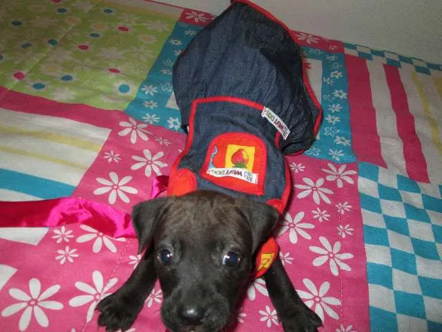 Cachorro ra a SRD idade Abaixo de 2 meses nome Juli
