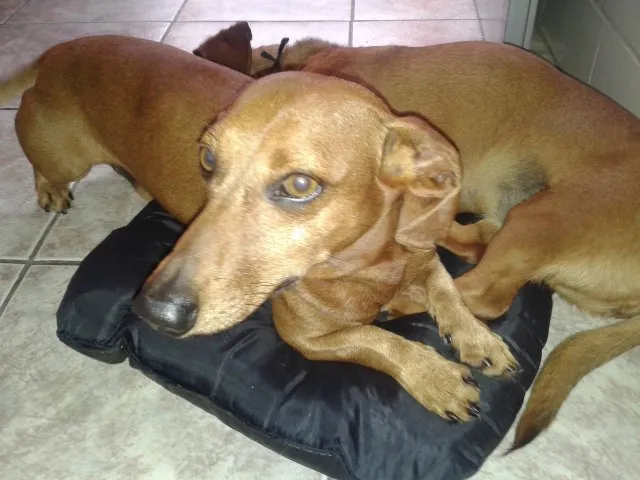 Cachorro ra a Dachshund  idade 6 ou mais anos nome Salsicha e Sasha