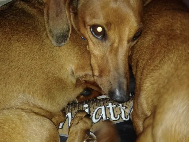 Cachorro ra a Dachshund  idade 6 ou mais anos nome Salsicha e Sasha