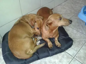 Cachorro raça Dachshund  idade 6 ou mais anos nome Salsicha e Sasha